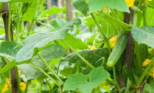 Fertilizers for cucumbers in the greenhouse