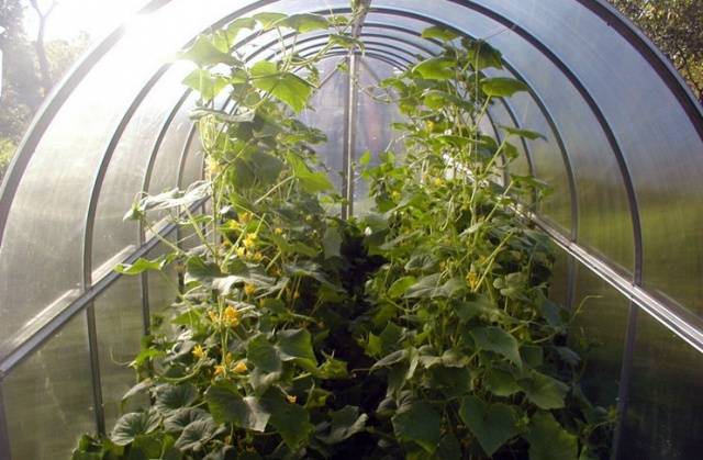 Fertilizers for cucumbers in the greenhouse