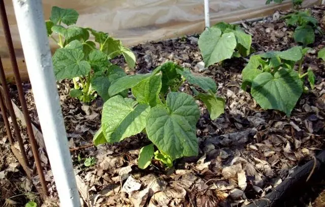 Fertilizers for cucumbers in the greenhouse