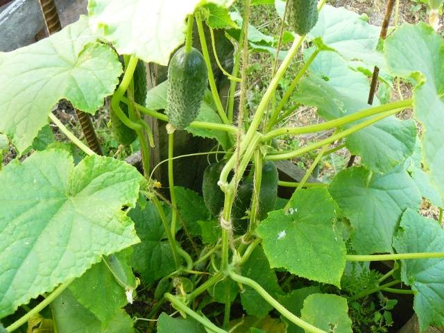 Fertilizers for cucumbers in the greenhouse