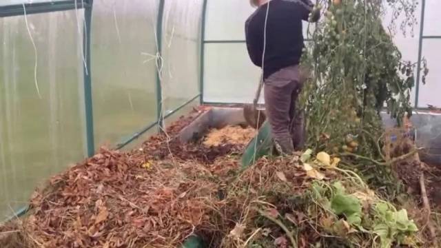 Fertilizers for cucumbers in the greenhouse