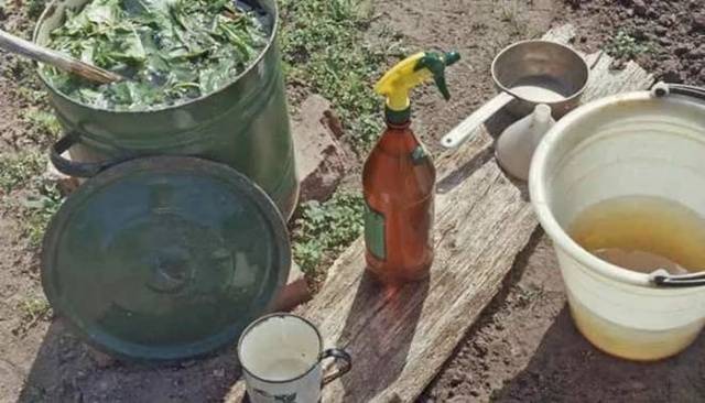 Fertilizers for cucumbers in the greenhouse