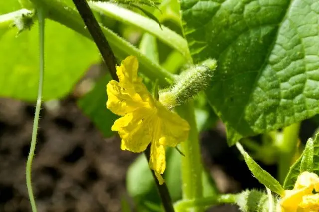 Fertilizers for cucumbers in the greenhouse