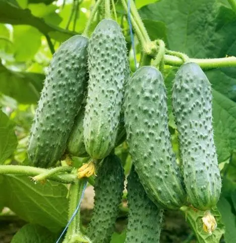 Fertilizers for cucumbers in the open field