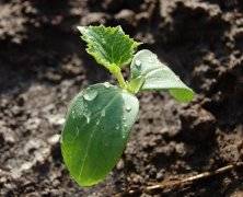 Fertilizers for cucumbers in the open field