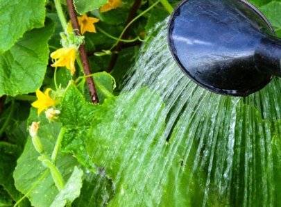 Fertilizers for cucumbers in the open field