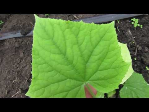 Fertilizers for cucumbers in the open field