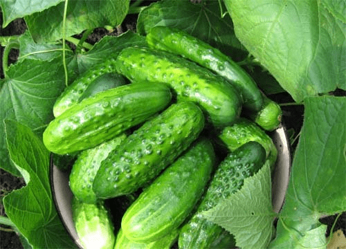 Fertilizers for cucumbers in the open field