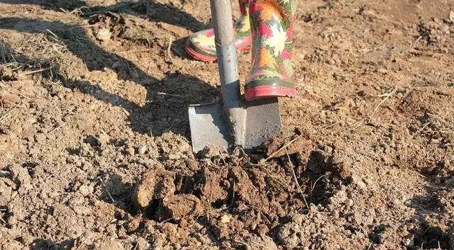 Fertilizers for cucumbers in the open field