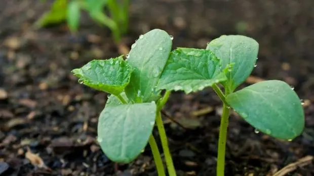 Fertilizers for cucumbers in the open field