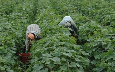 Fertilizers for cucumbers in the open field