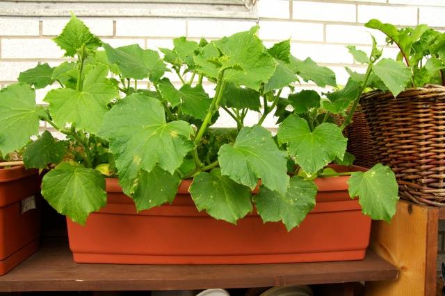 Fertilizers for cucumbers on the balcony at home  