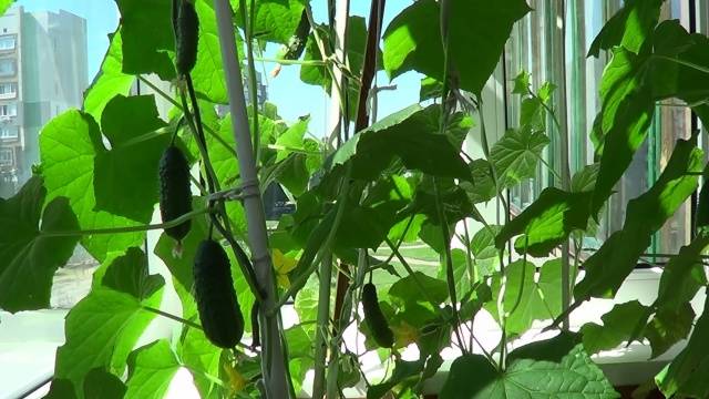 Fertilizers for cucumbers on the balcony at home  