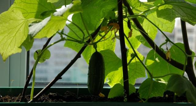 Fertilizers for cucumbers on the balcony at home  