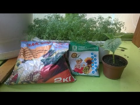 Fertilizers for cucumbers on the balcony at home  