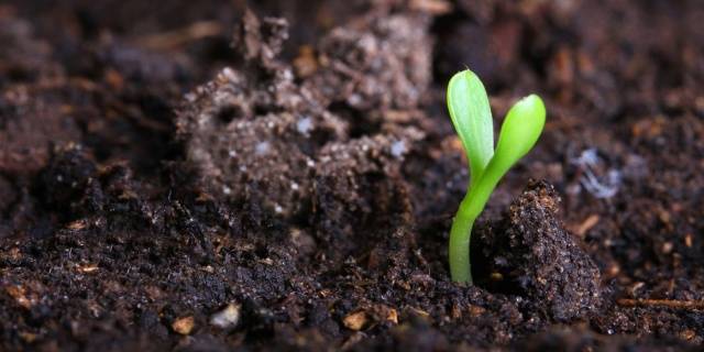 Fertilizers for cucumbers on the balcony at home  