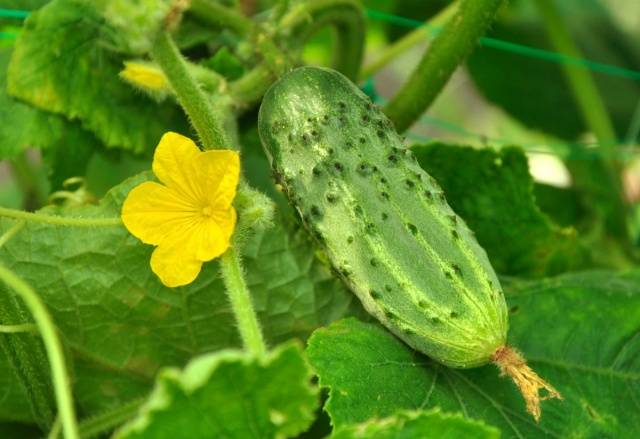 Fertilizers for cucumbers on the balcony at home  