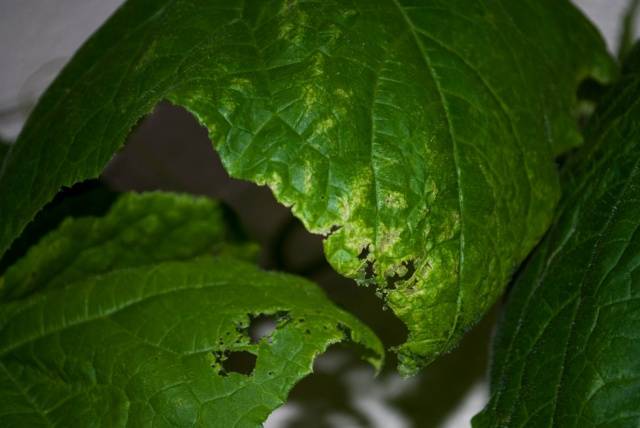 Fertilizers for cucumbers on the balcony at home  