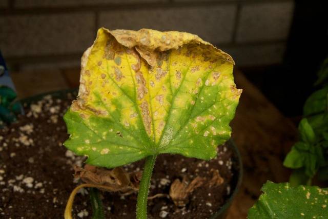 Fertilizers for cucumbers on the balcony at home  