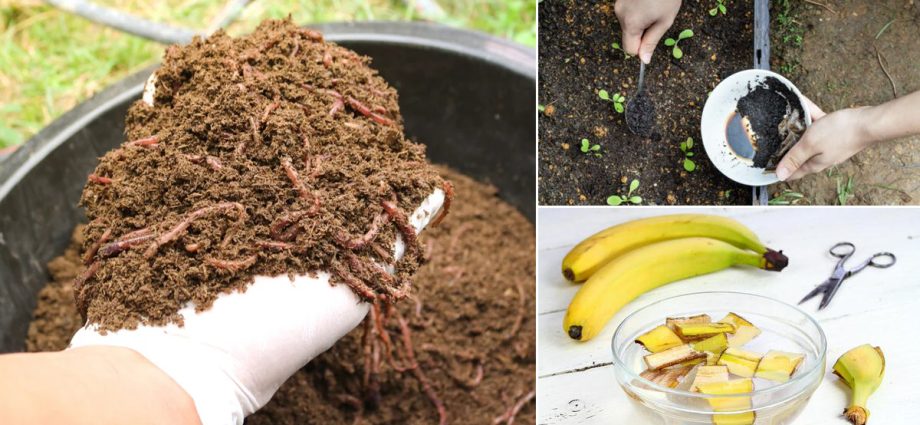 Fertilizers for cucumbers on the balcony at home  