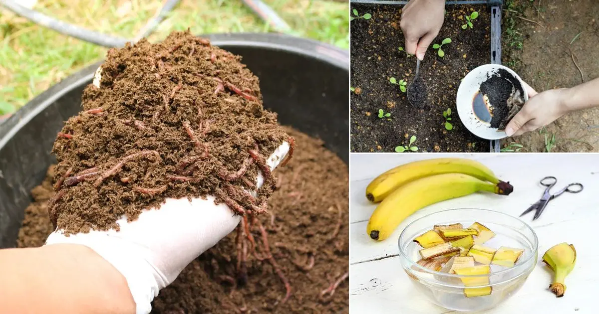 Fertilizers for cucumbers on the balcony at home  