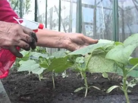 Fertilizers for cucumbers: phosphoric, green, natural, eggshell