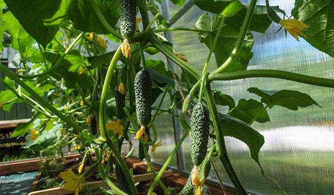 Fertilizers for cucumbers: phosphoric, green, natural, eggshell