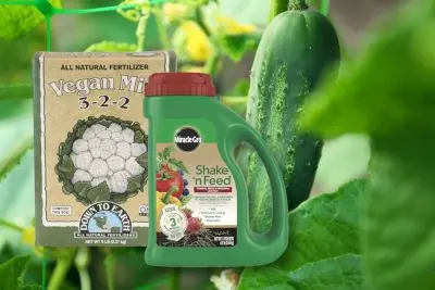 Fertilizers for cucumbers