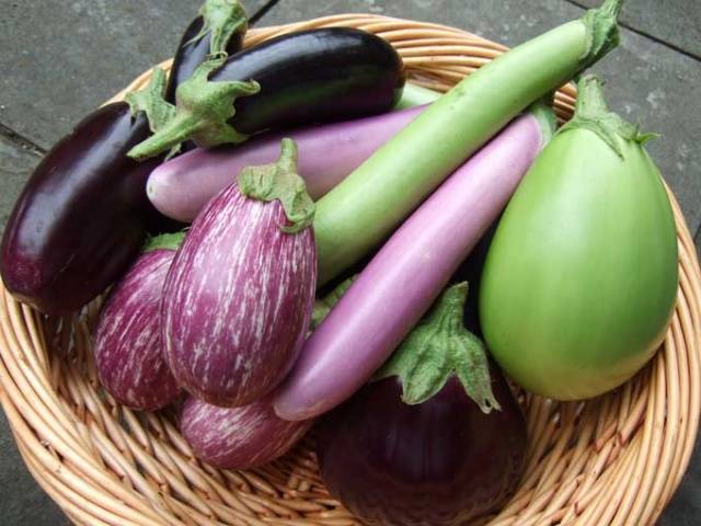 Fertilizers for eggplants in the greenhouse 