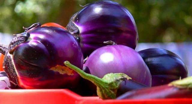 Fertilizers for eggplants in the greenhouse 