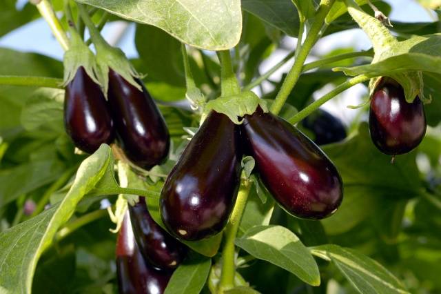 Fertilizers for eggplants in the greenhouse 