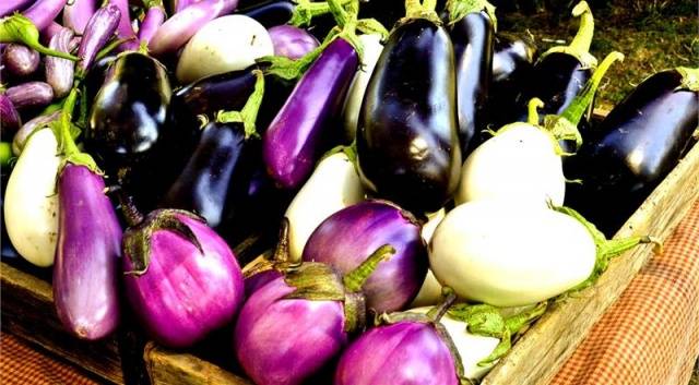 Fertilizers for eggplants in the greenhouse 