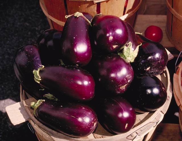 Fertilizers for eggplants in the greenhouse 