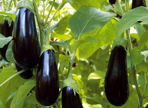 Fertilizers for eggplants in the greenhouse 