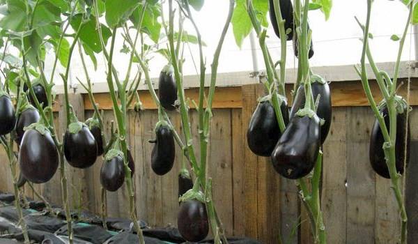 Fertilizers for eggplants in the greenhouse 