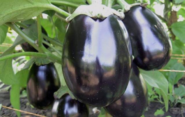 Fertilizers for eggplants in the greenhouse 