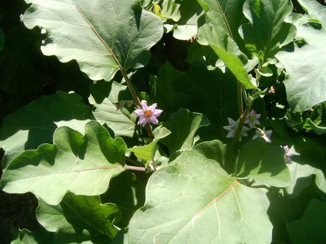 Fertilizers for eggplants in the greenhouse 