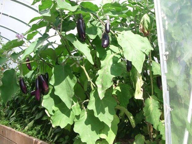 Fertilizers for eggplants in the greenhouse 