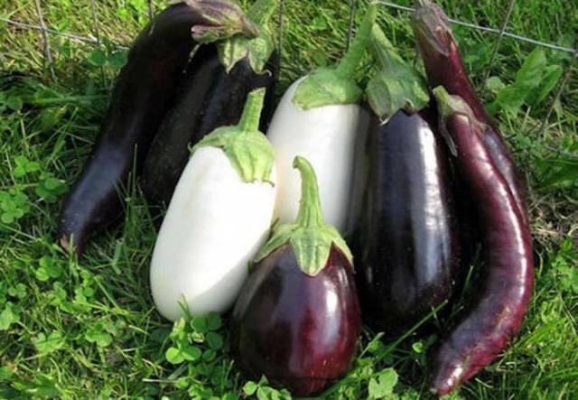 Fertilizers for eggplants in the greenhouse 