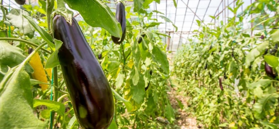 Fertilizers for eggplants in the greenhouse 