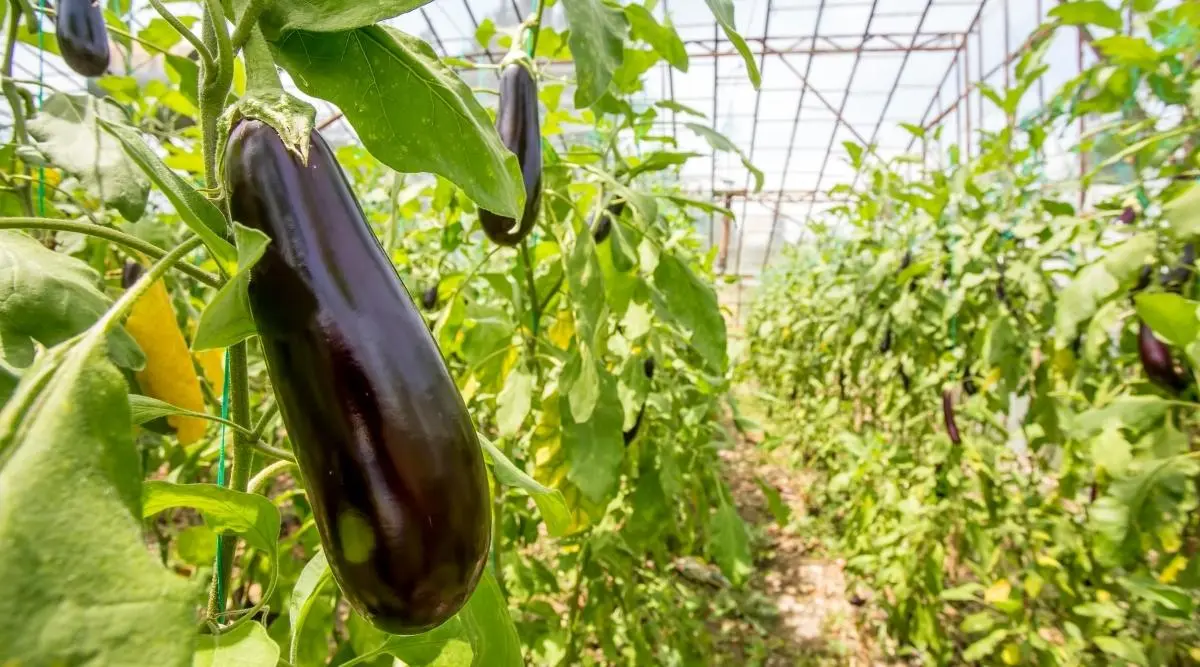 Fertilizers for eggplants in the greenhouse 