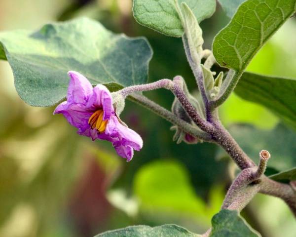 Fertilizers for eggplants in the open field