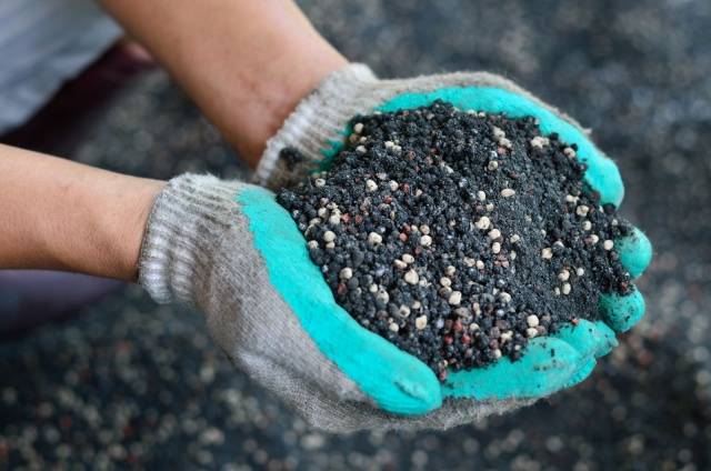 Fertilizers for eggplants in the open field