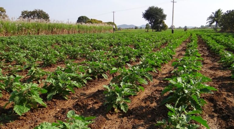 Fertilizers for eggplants in the open field