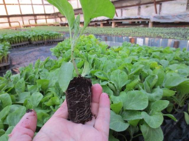 Fertilizers for eggplants in the open field