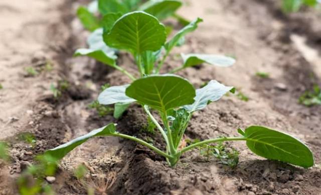 Fertilizers for eggplants in the open field