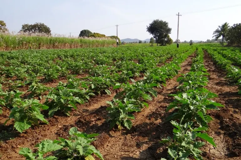 Fertilizers for eggplants in the open field