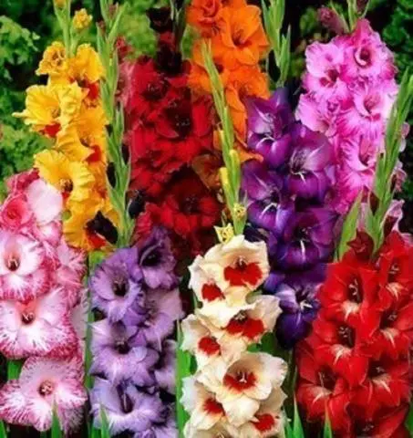 Fertilizers for gladioli