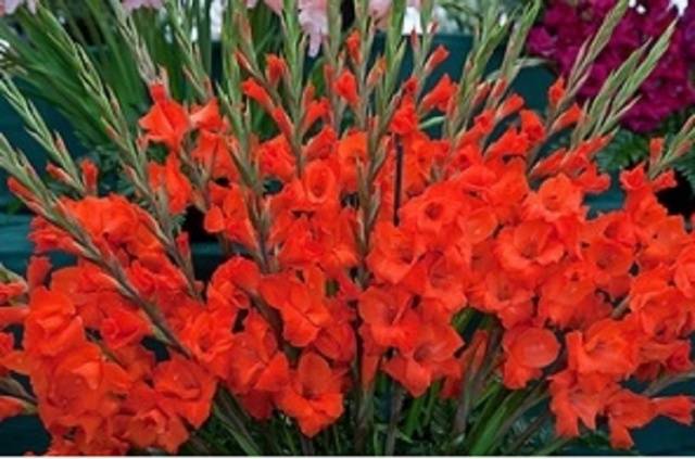 Fertilizers for gladioli