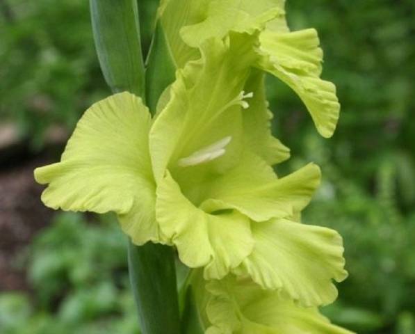 Fertilizers for gladioli